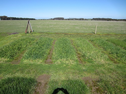 : Visible responses to nitrogen in phalaris in PGG Wrightson Seeds’  Lismore trial in 2017. Treatments left to right: 200 kg/ha of urea, 130 kg/ha of urea, nil  and 65 kg/ha of urea.