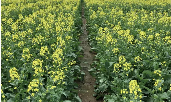 Canola