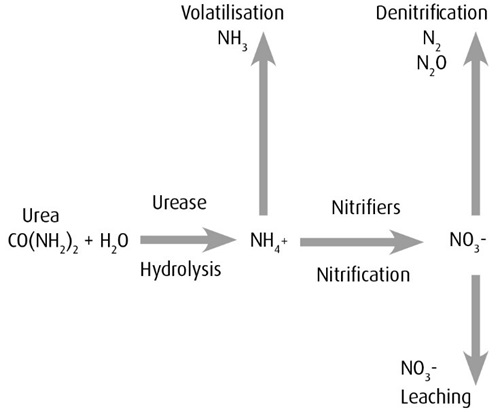 How urea becomes plant available and its associated potential loss mechanisms