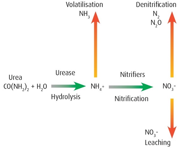 Nitrogen loss pathways