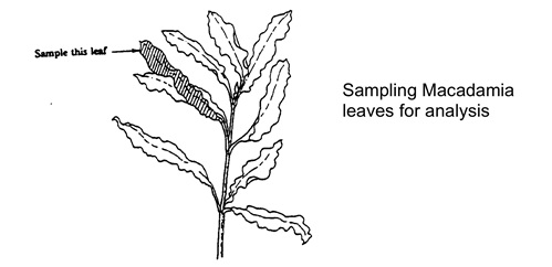 Sampling Macadamia leaves for analysis