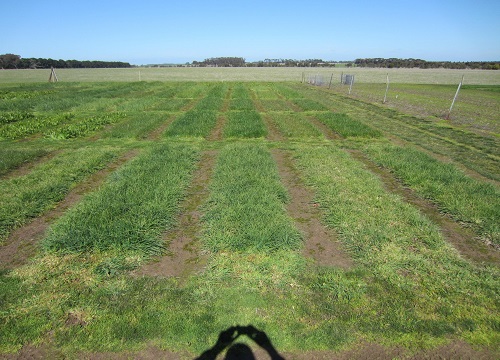 Cocksfoot responded to nitrogen in PGG Wrightson Seeds’ Lismore trial in 2017.  Treatments left to right: 200 kg/ha of urea, 130 kg/ha of urea, nil and 65 kg/ha of urea