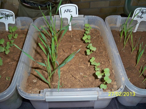 Photo 2: No fertiliser (left) was better than  25 kg/ha of urea (right) for the canola in this seed sensitivity test. 