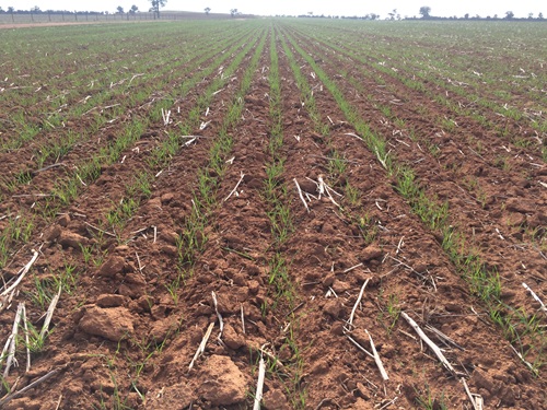 Photo 3: An example of a twin row seeding system with Gregory wheat at Grenfell in 2018.